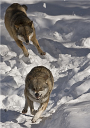 biegnące wilki