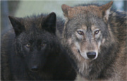 dwa wilki