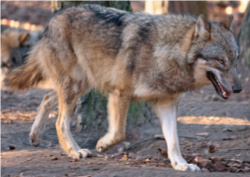 wilk w polskim lesie