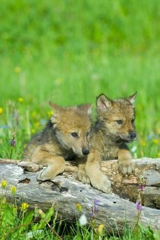 młode wilki