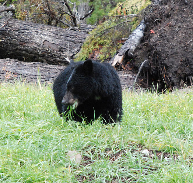 niedźwiedź zjada trawę
