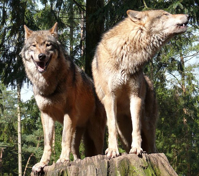 piękne wilki w lesie
