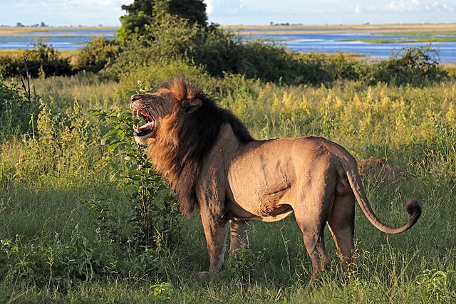Ryk lwa: aż mury warowne pękają!