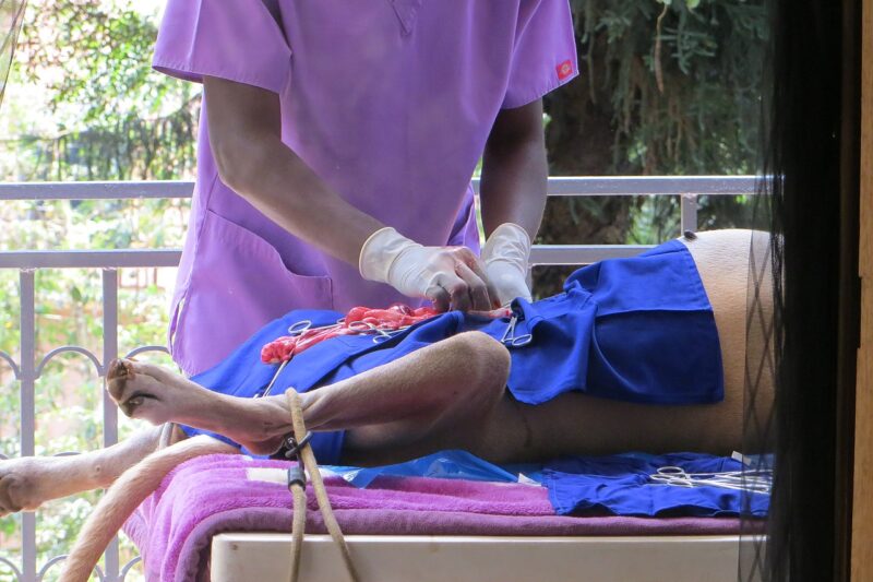 Pilny kontakt z weterynarzem – telefony alarmowe