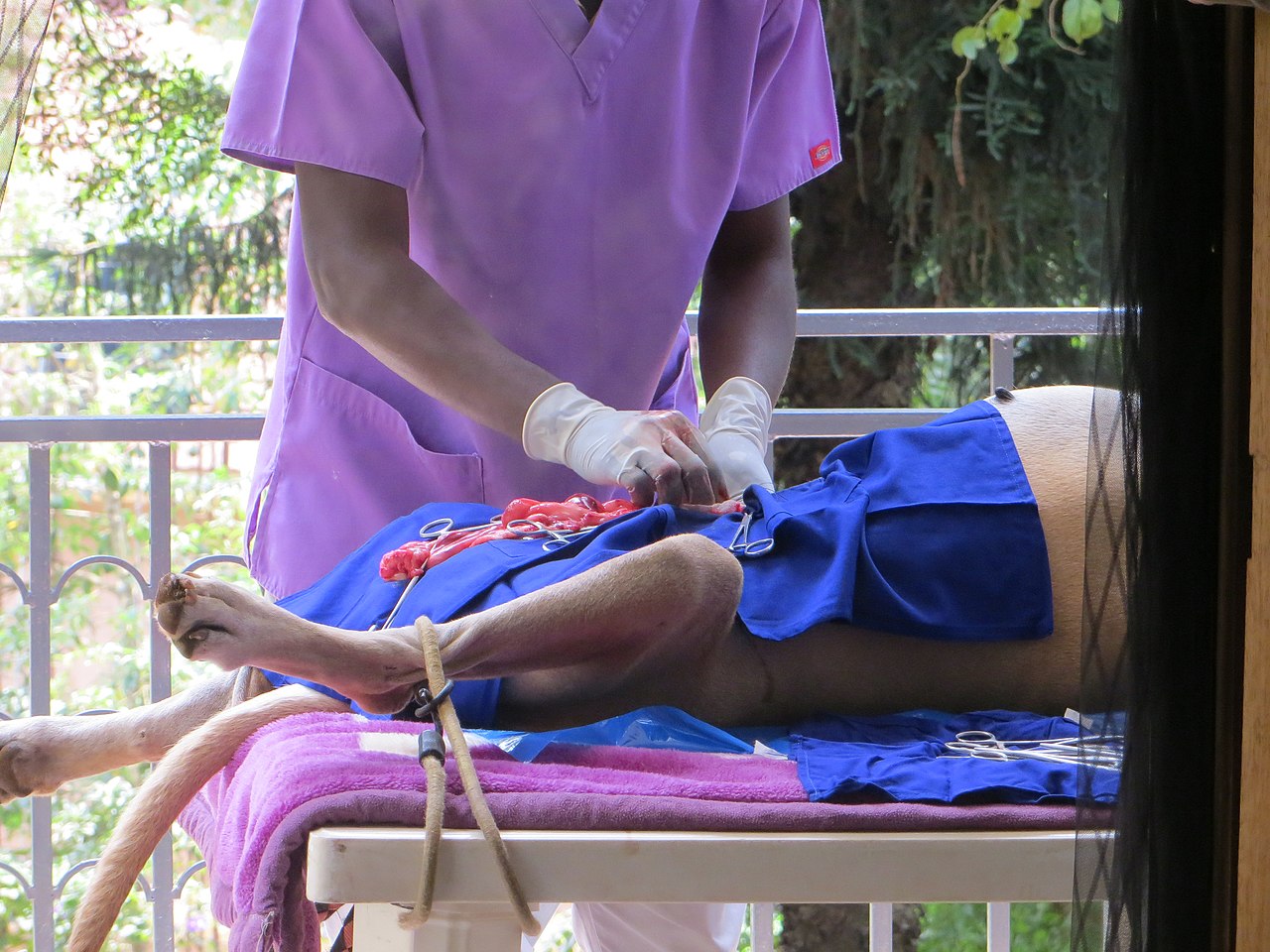 pies u weterynarza, zabieg