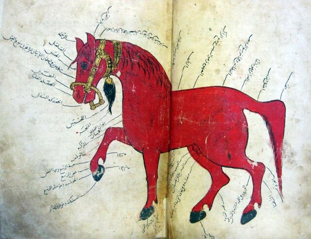 ciekawostki o koniach