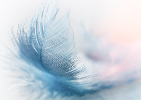 Pióra u dinozaurów