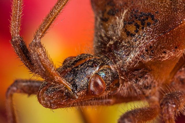 Czy wtyk amerykański jest groźny?