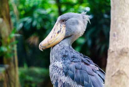 czy-ptaki-to-dinozaury