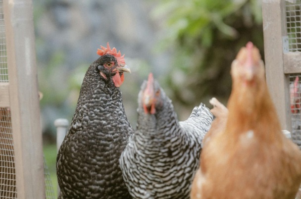 dinozaury-zyjace-do-dzis