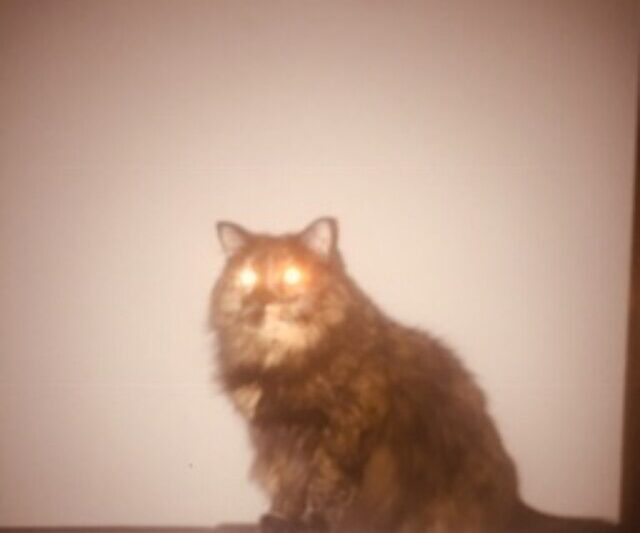 Dziwne zachowania zwierząt