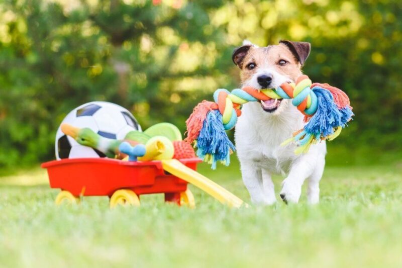 Gryzaki dla psa – jak wybrać najlepsze?