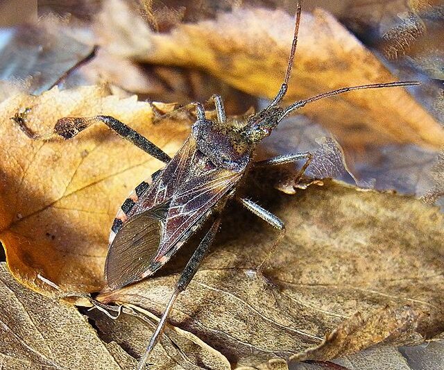 Ile żyje wtyk amerykański?