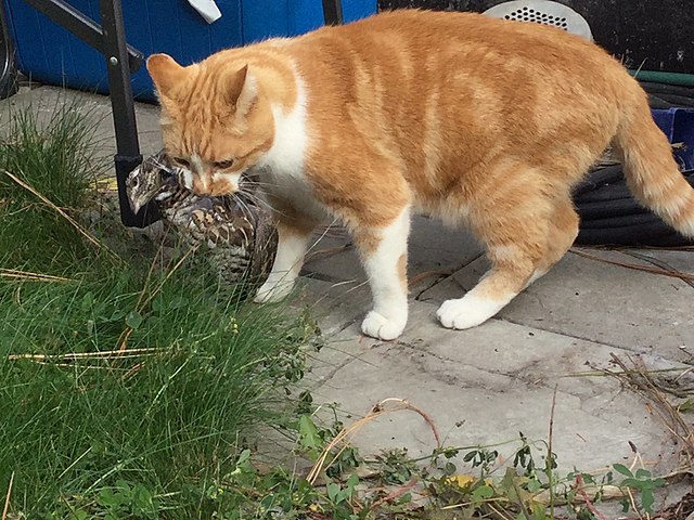 kot patrzący w dół