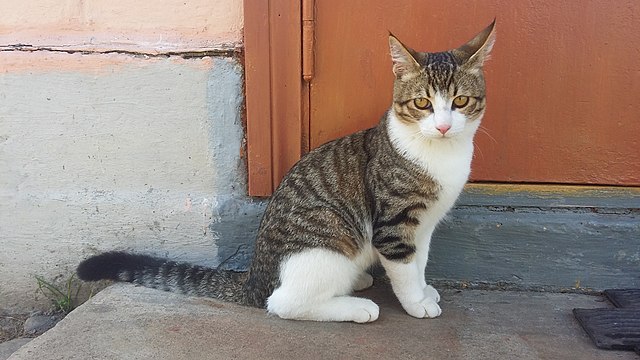 Drapaki i wieże dla kota – jak wybrać idealne miejsce do zabawy i odpoczynku