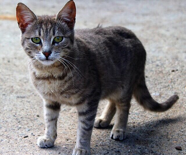 Pieczarki w diecie kota – czy można podawać grzyby