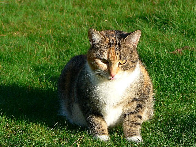zamyślony kot na trawie