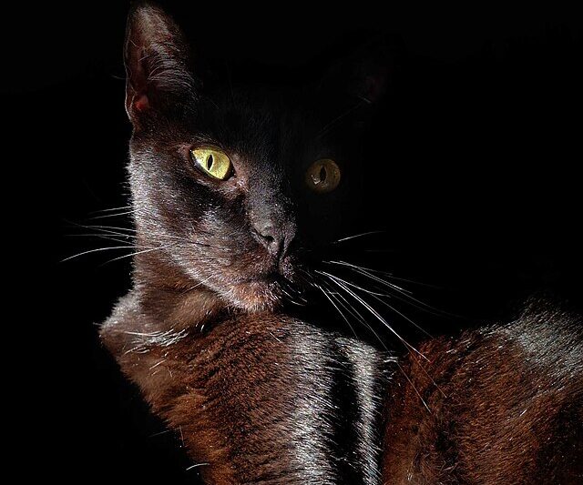 Czy koty naprawdę widzą w ciemności?