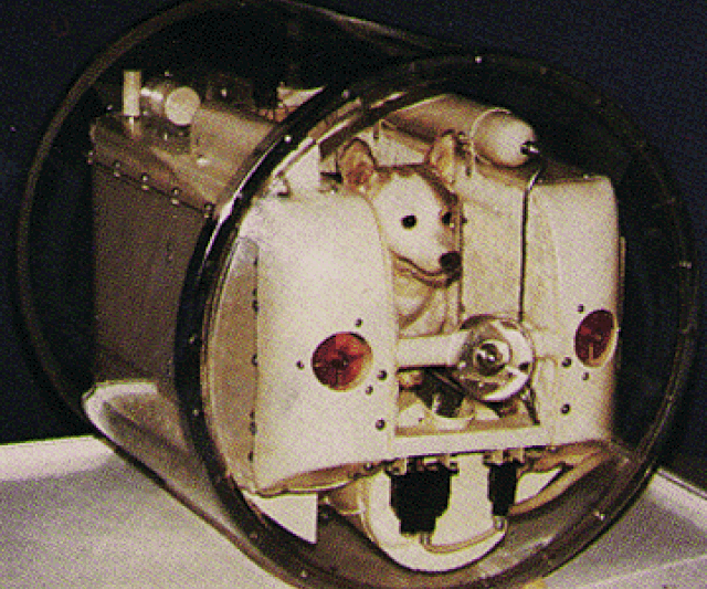 Łajka: najsamotniejszy pies w historii świata