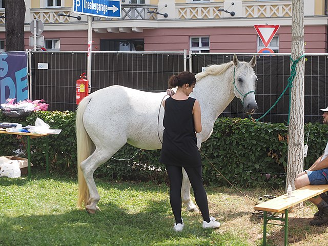 prezent dla miłośniczki koni