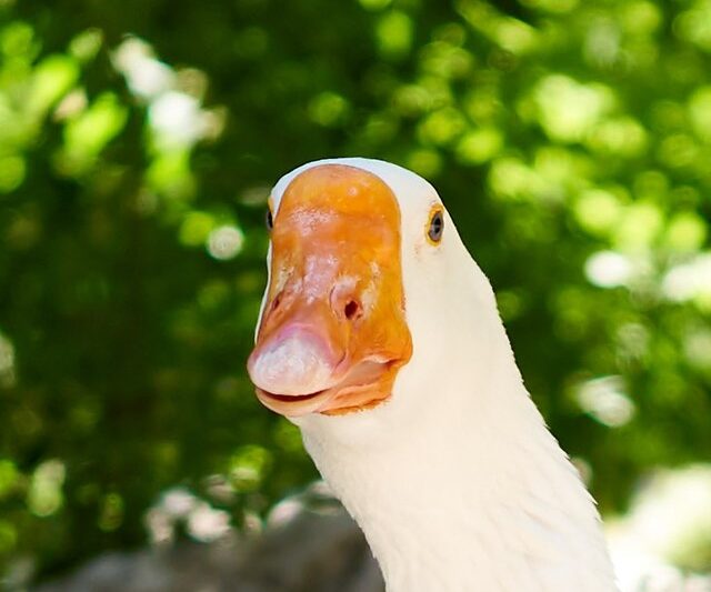 Niech to gęś kopnie!