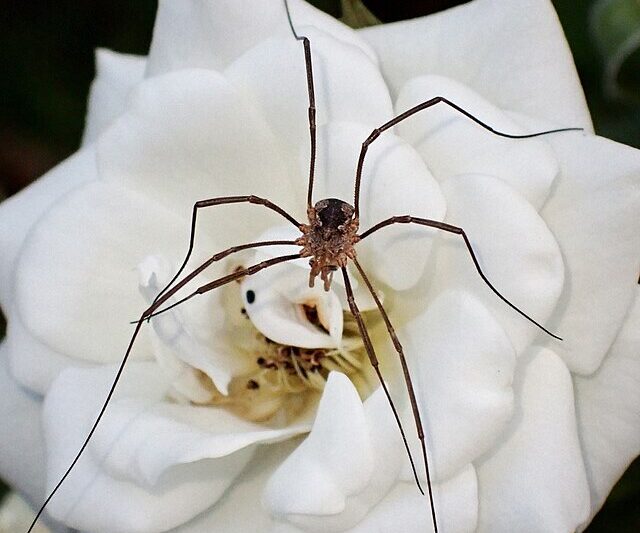 Pająk, który nie jest pająkiem