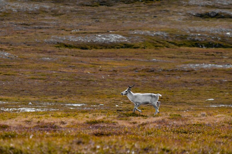 Najszybsze zwierzęta świata