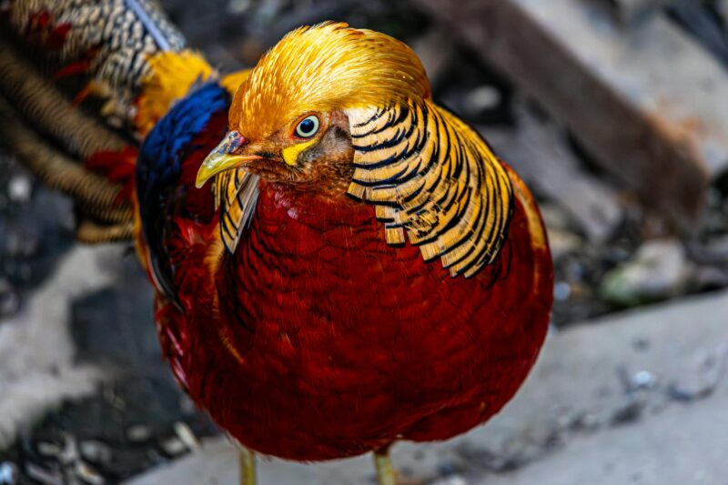 Najpiękniejsze zwierzęta świata