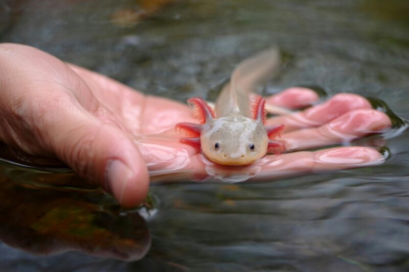 Najdziwniejsze zwierzęta świata