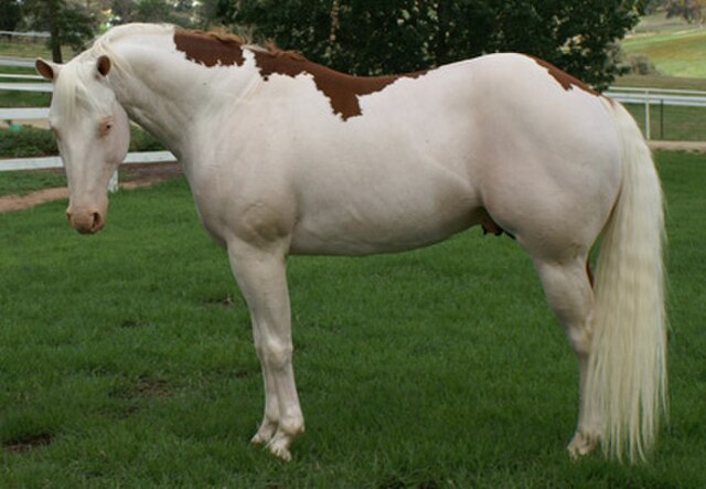 biały koń w plamki