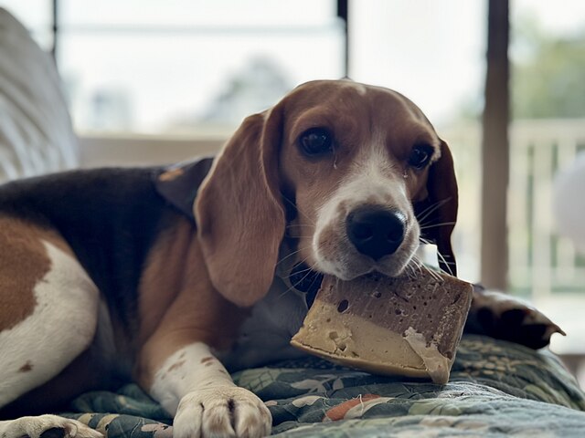 pies beagle