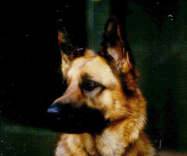 „Pies”: etymologia