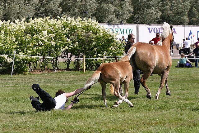 dwa konie i mężczyzna