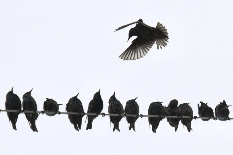 Czy szpak odlatuje na zimę?