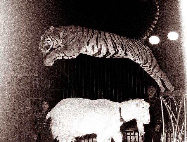 tygrys w cyrku