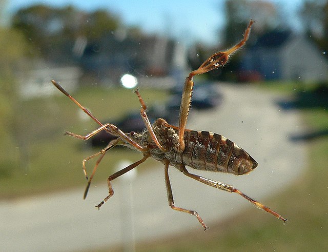 Jak pozbyć się wtyka amerykańskiego z domu