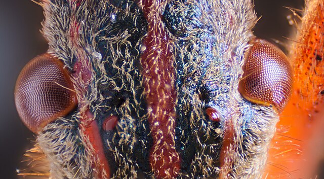 czy wtyk amerykański gryzie