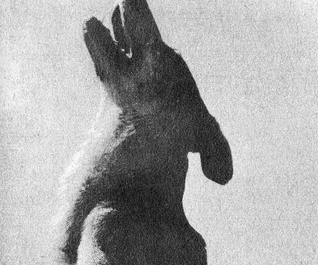 Dlaczego pies wyje w nocy?