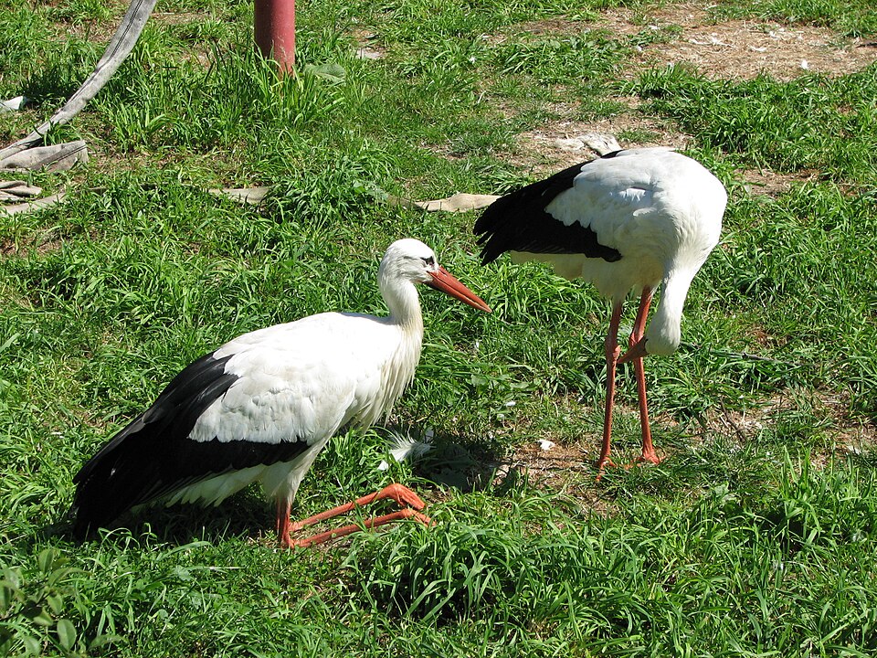 śląski ogród zoologiczny w chorzowie