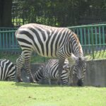 śląski ogród zoologiczny w chorzowie
