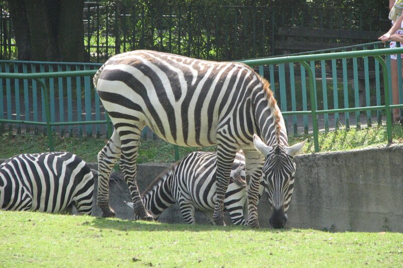 Śląski Ogród Zoologiczny w Chorzowie
