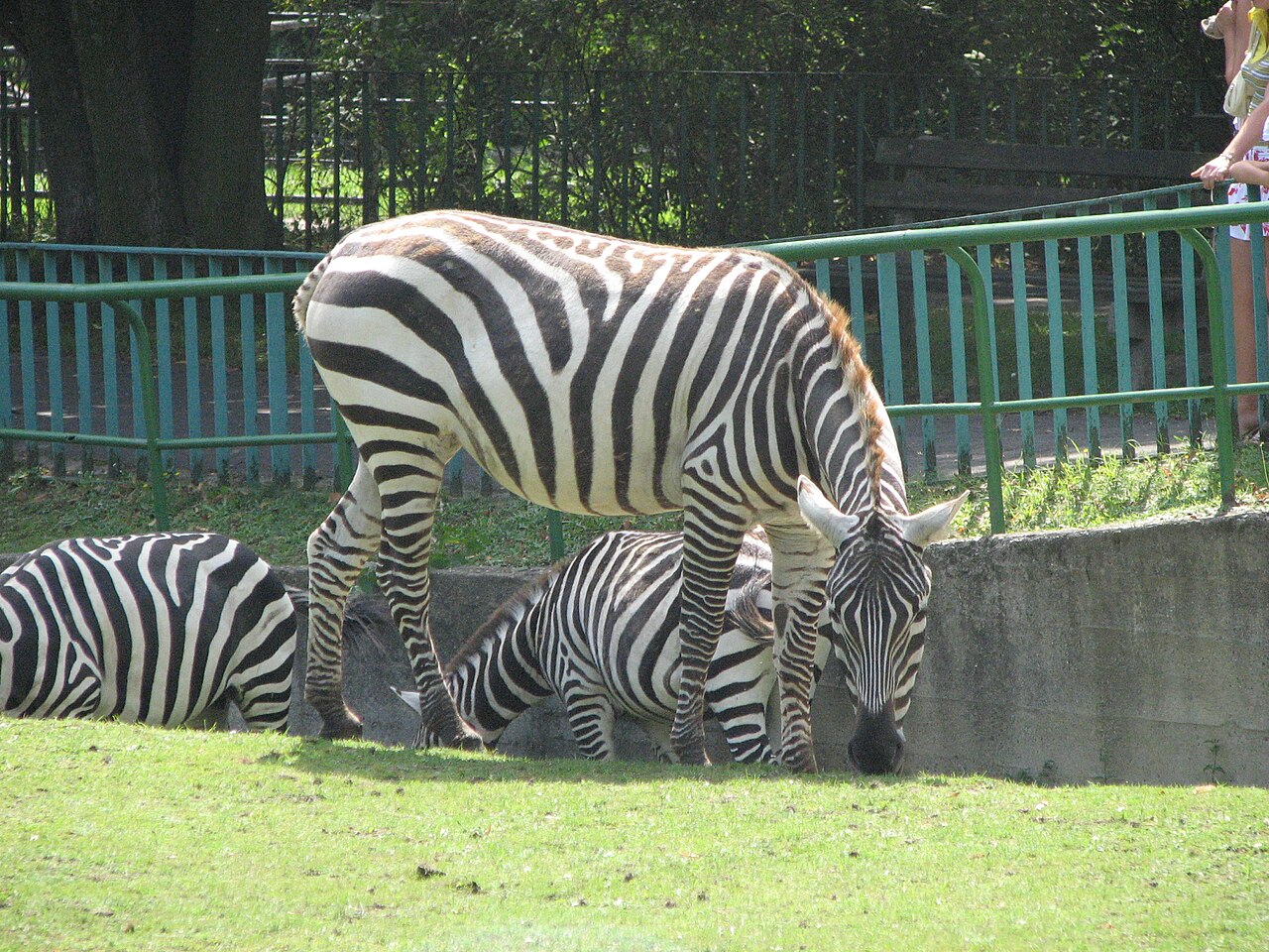 śląski ogród zoologiczny w chorzowie