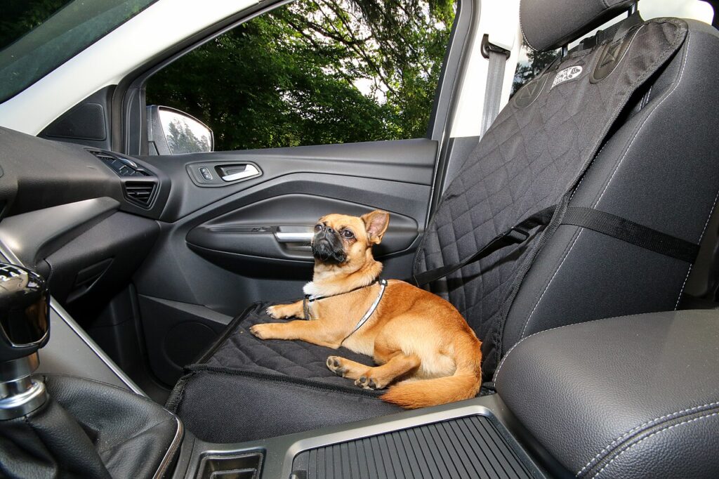 pies w samochodzie