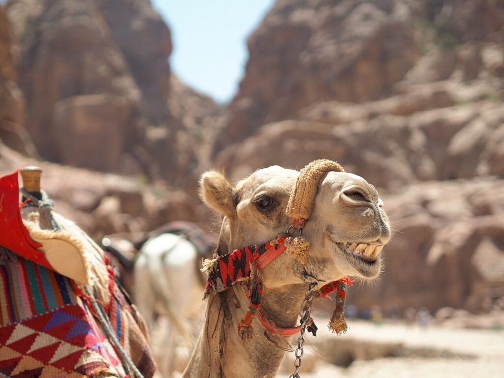 uśmiechnięty osioł