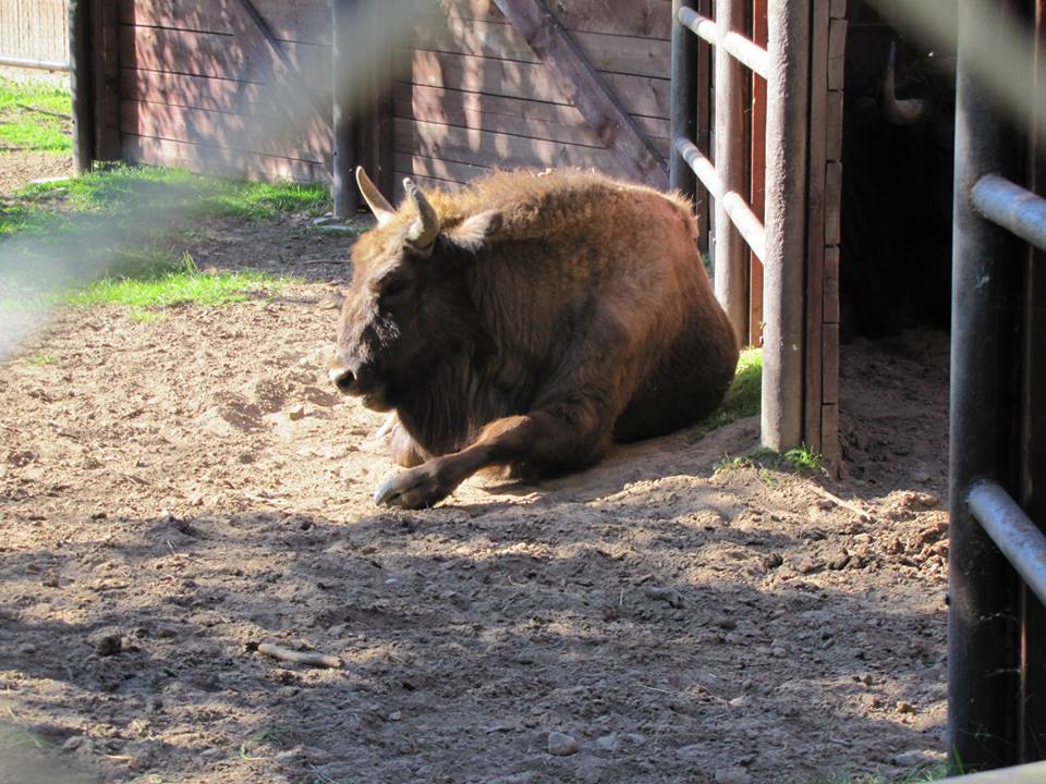 dolina charlotty zwierzę