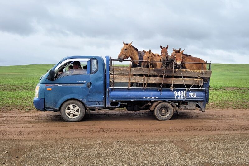 Wpływ transportu na zdrowie i stres zwierząt