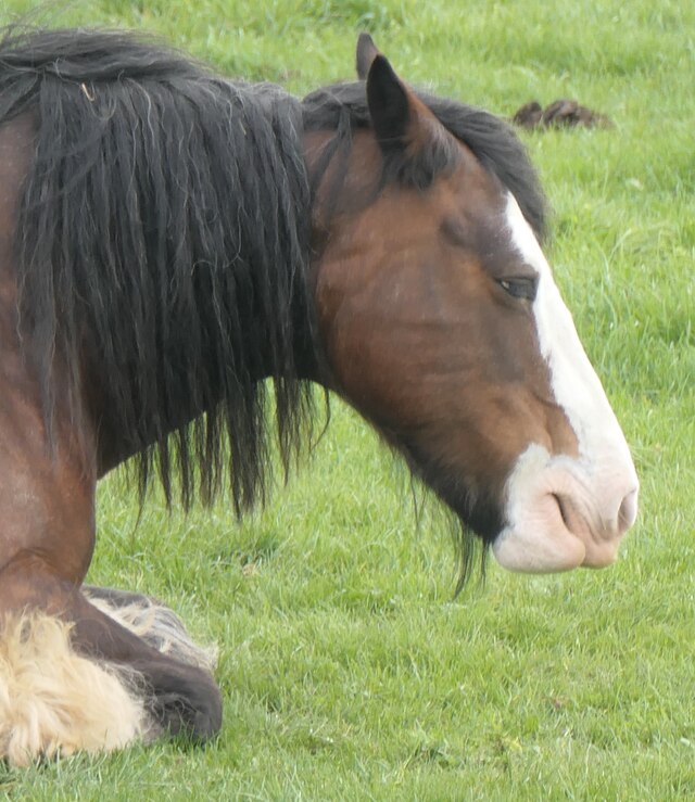 czy koń ma dobry węch