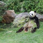 czy panda to niedźwiedź?