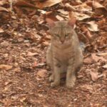 czy zwierzę może oszaleć?