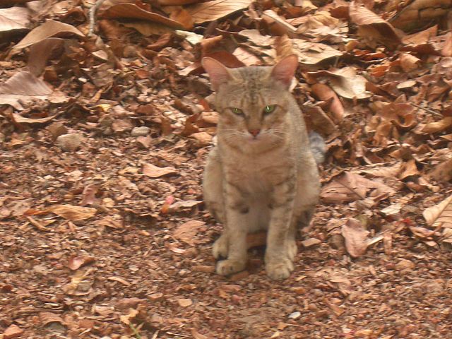 Czy zwierzę może oszaleć???